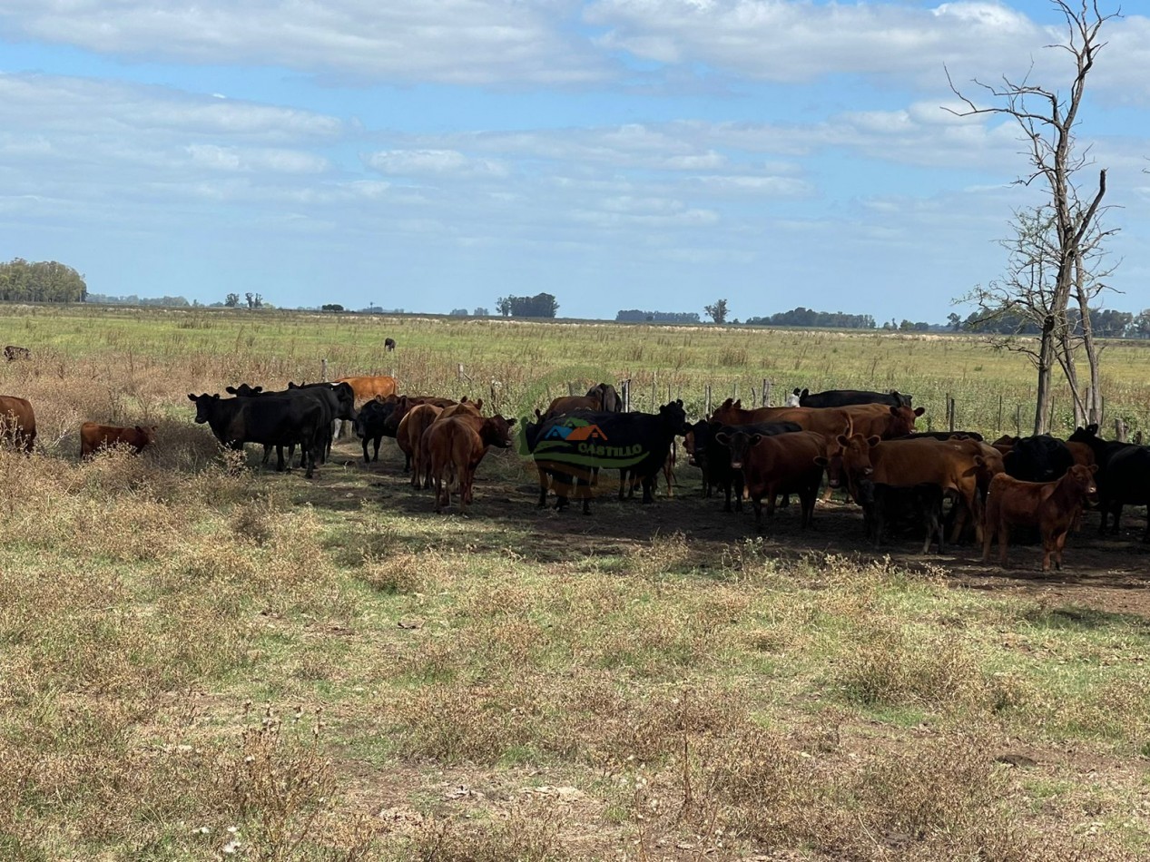 78 ha Mixtas - Saladillo