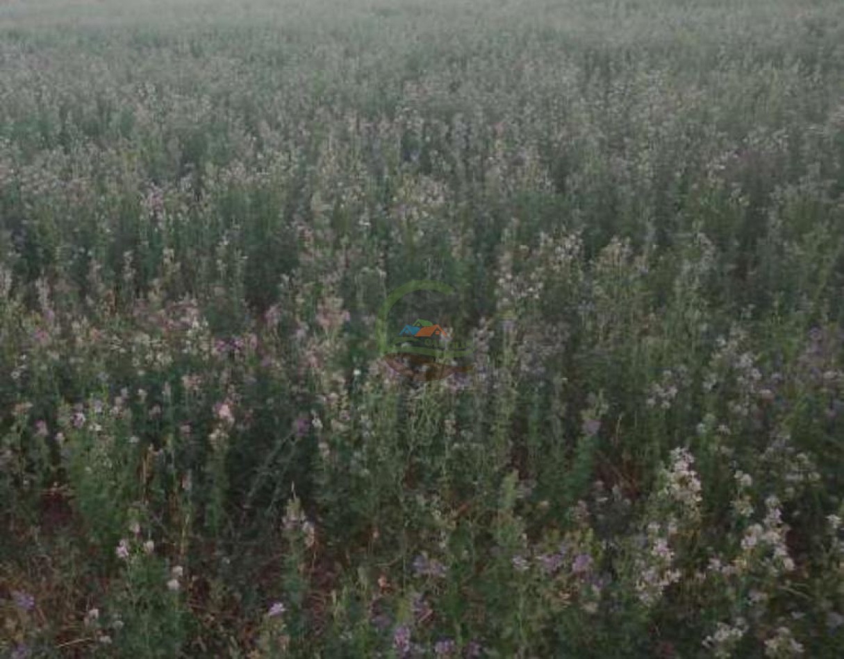 389 Ha Mixtas - Macachin - Cordoba