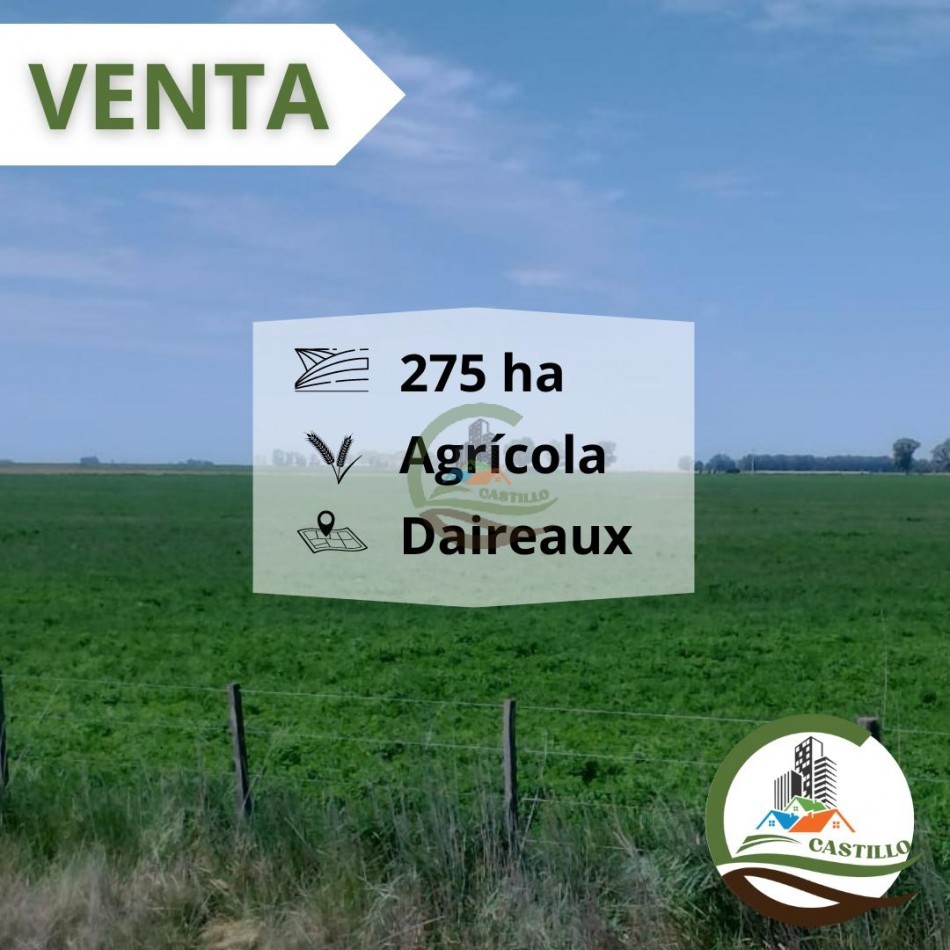280 ha agricolas - daireaux