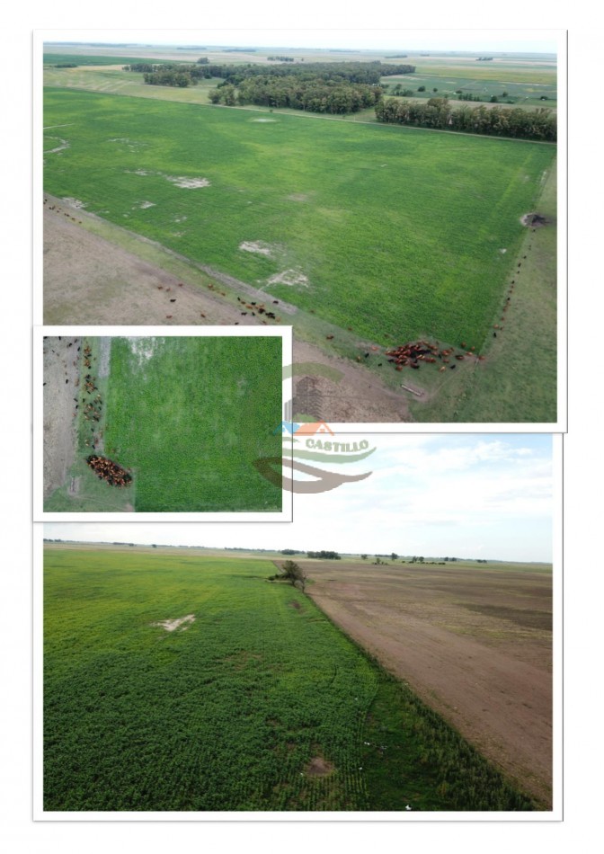 500 ha Mixtas - Bolivar