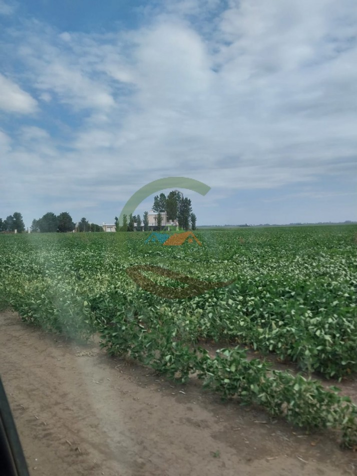 515 ha MIxtas - Pergamino