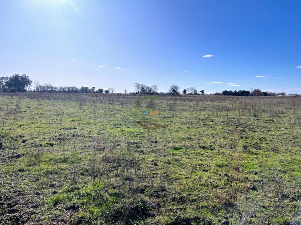 10,5 ha - Saladillo