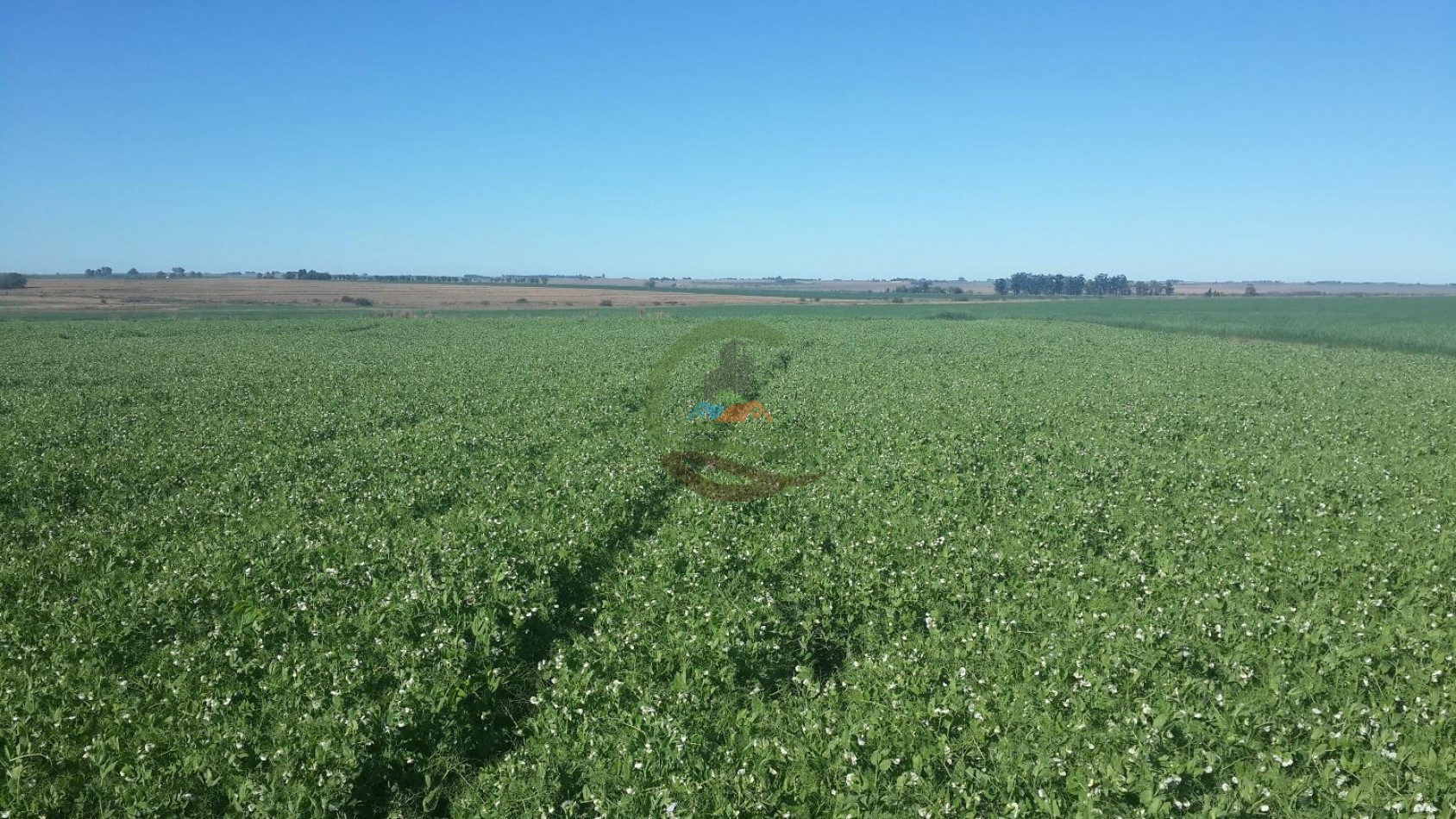 575 Ha Agricolas - Victoria - Entre Rios