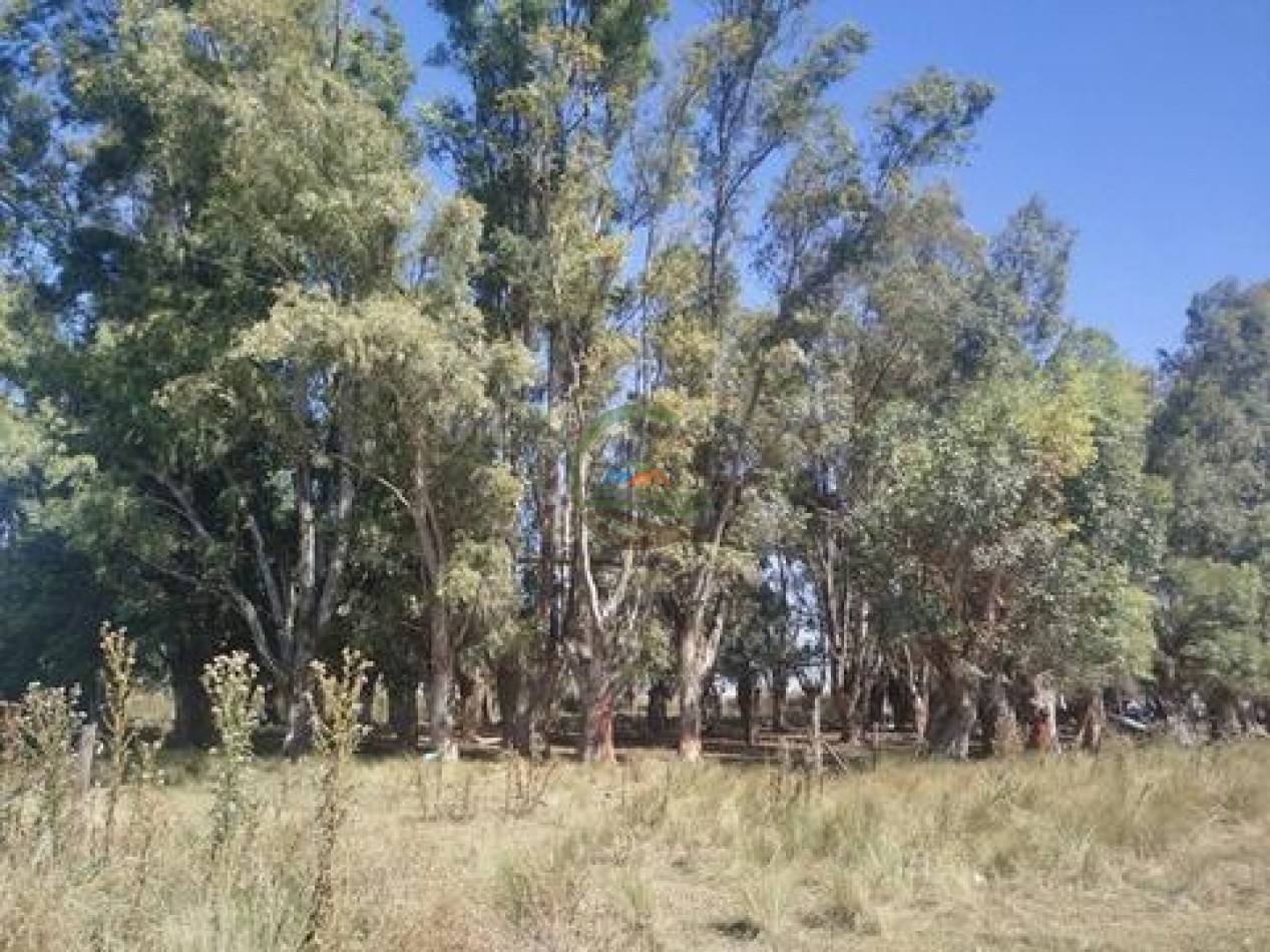 43 Ha mixto - Olavarria