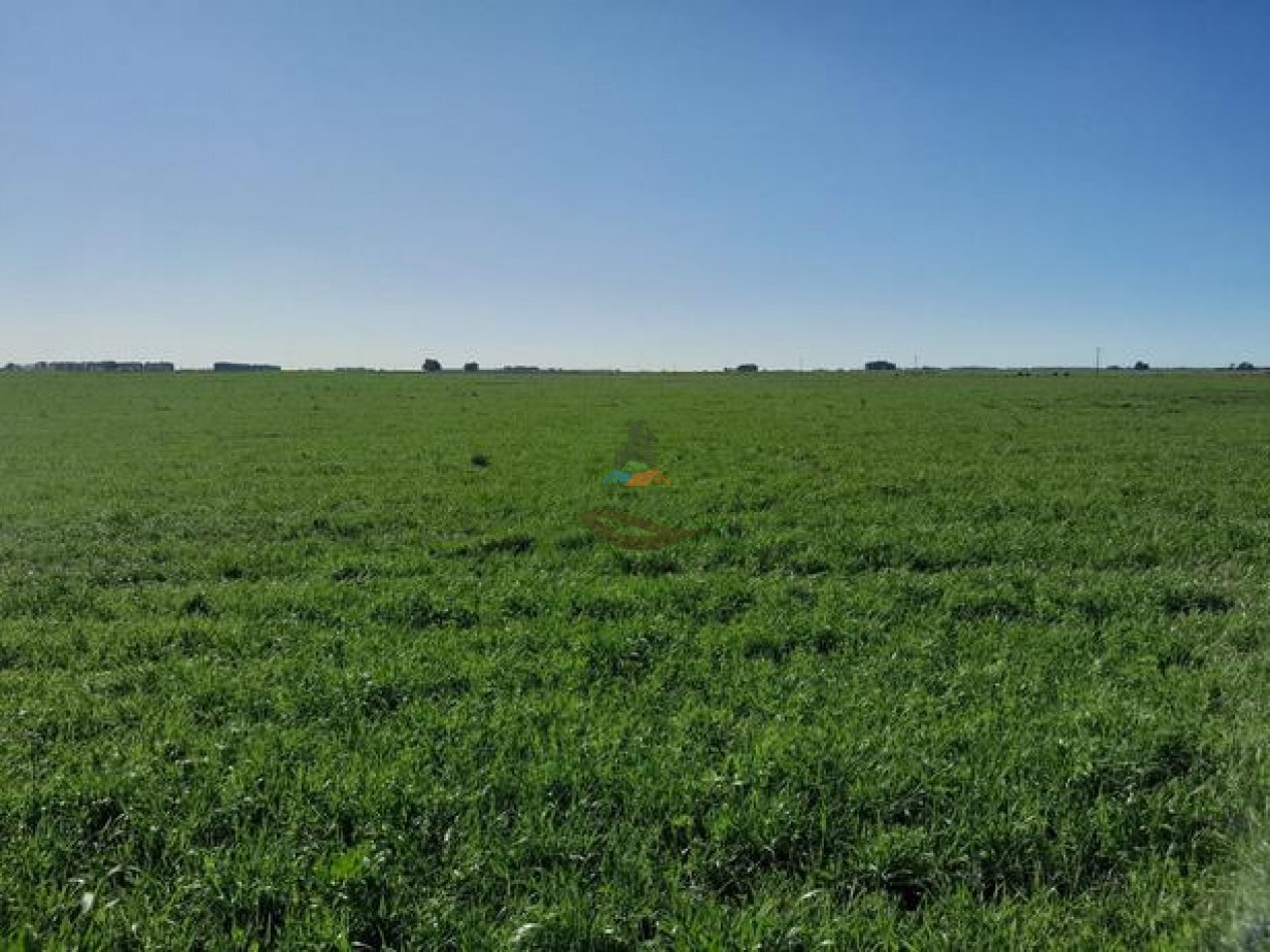 324 Ha Agricolas - San Cayetano