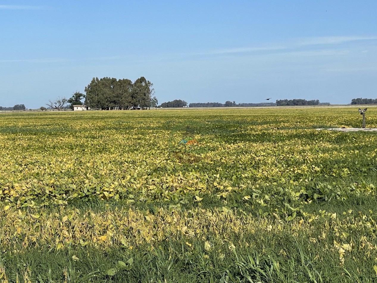 31 ha Agricolas - Saladillo 