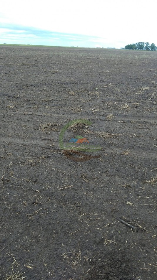 60,5 ha Mixto - 25 de Mayo