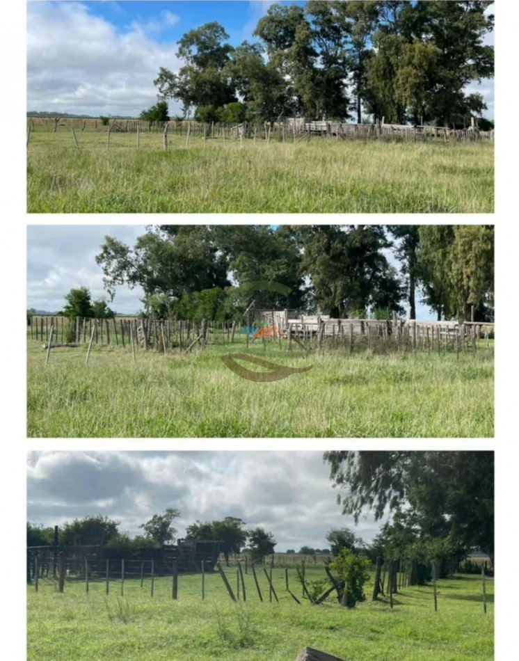 248 Ha Mixtas - Cañuelas