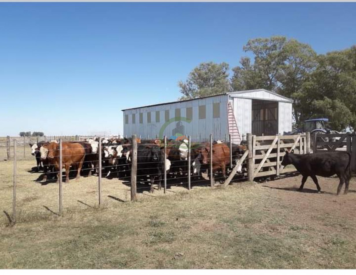 200 ha MIxtas . Tapalque 