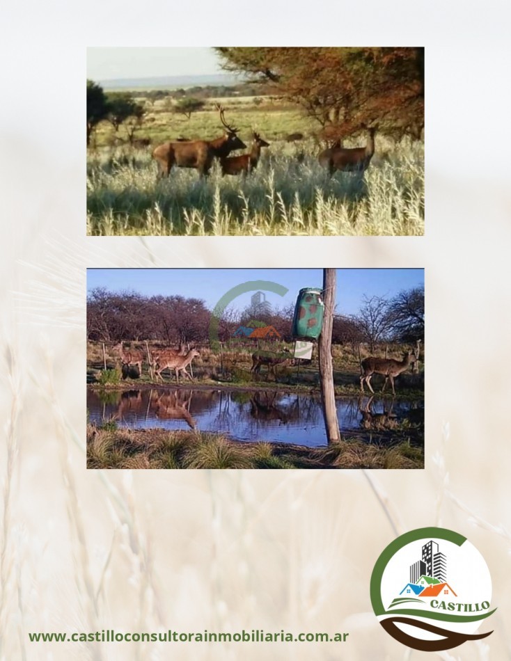 1435 ha coto de caza - la pampa