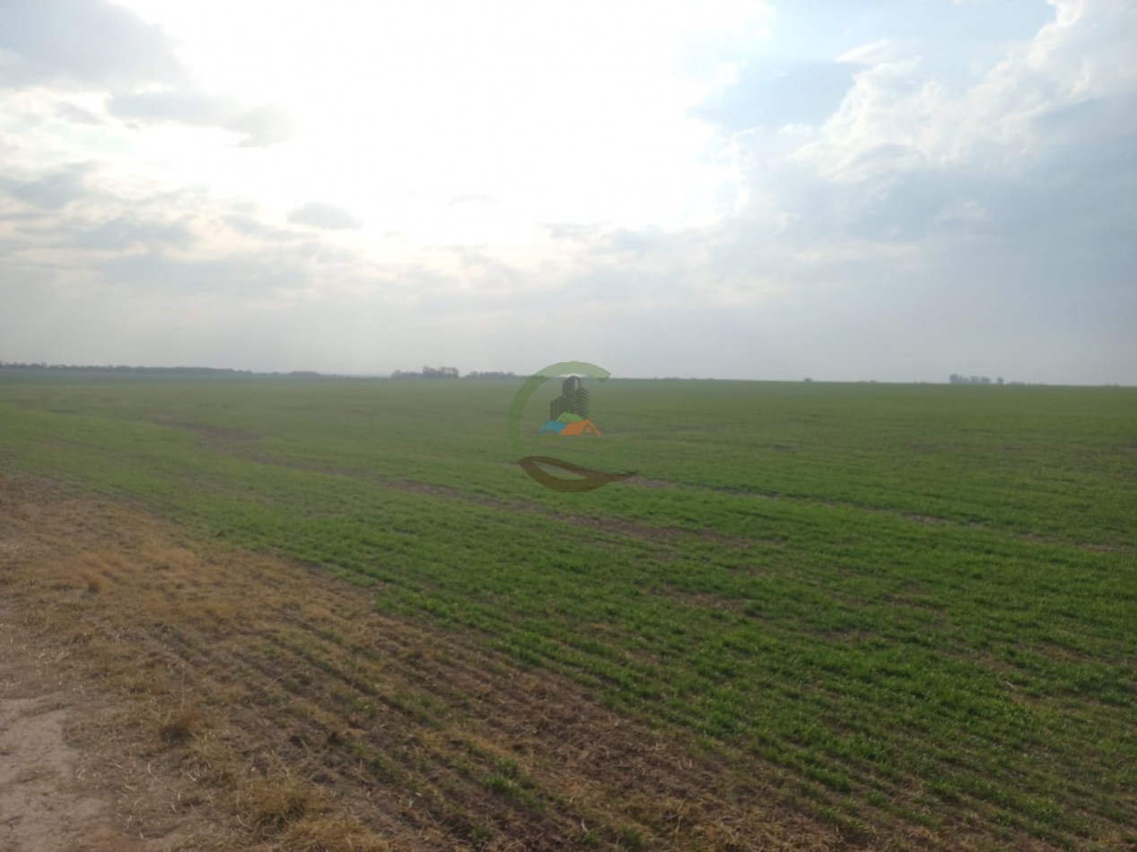 709 Ha Agricolas - San Justo - Santa Fe