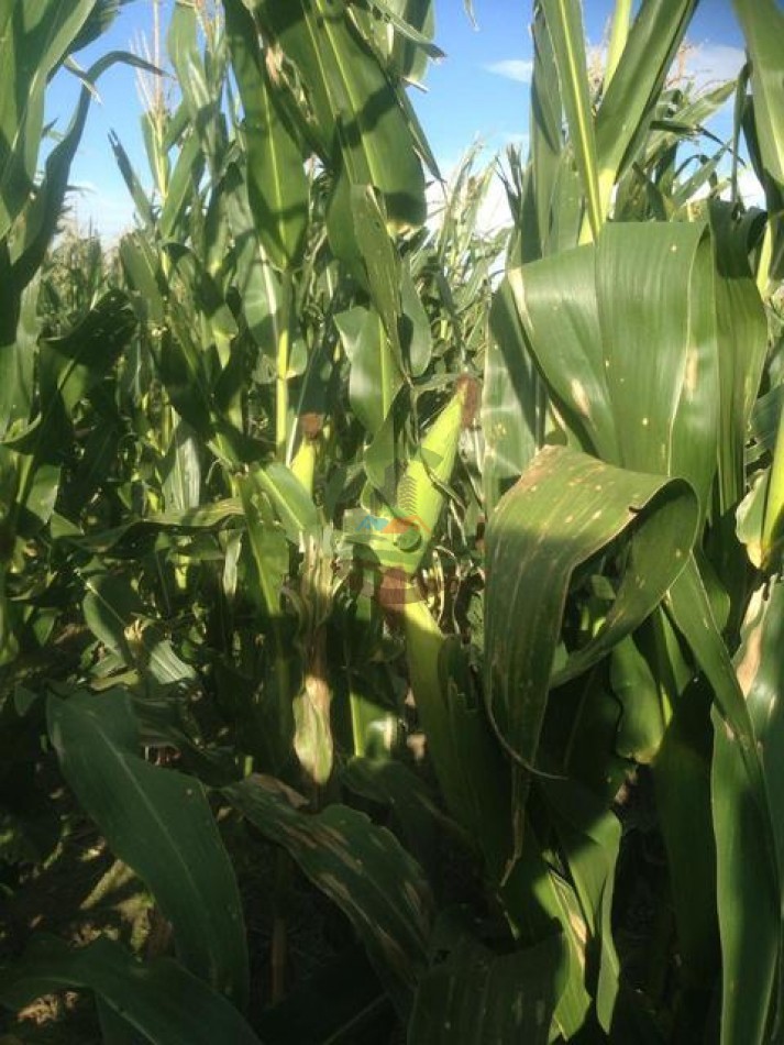 2000 ha Agricolas - San Fernando - Cordoba