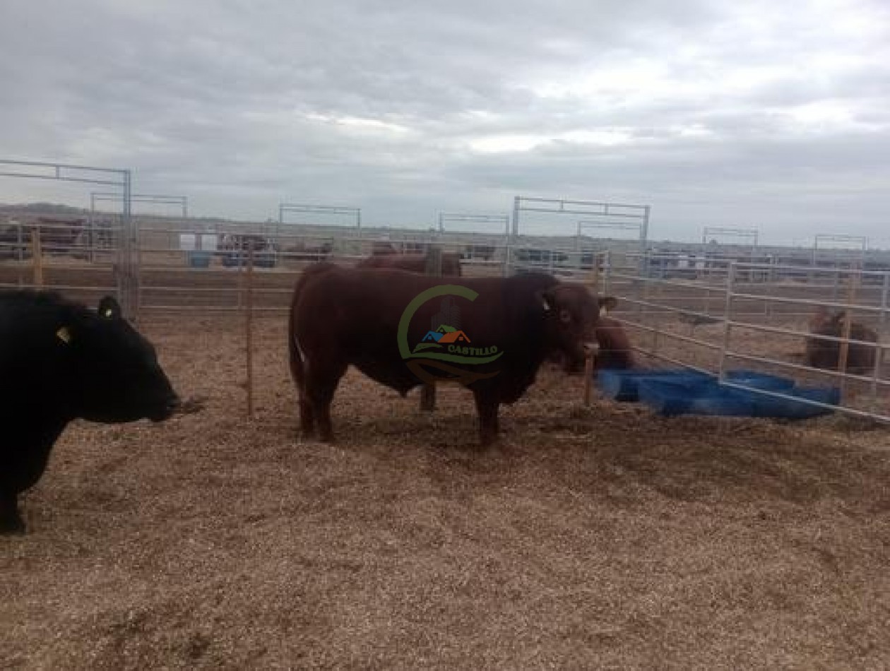 1900 Ha Mixto - Laboulaye - Cordoba