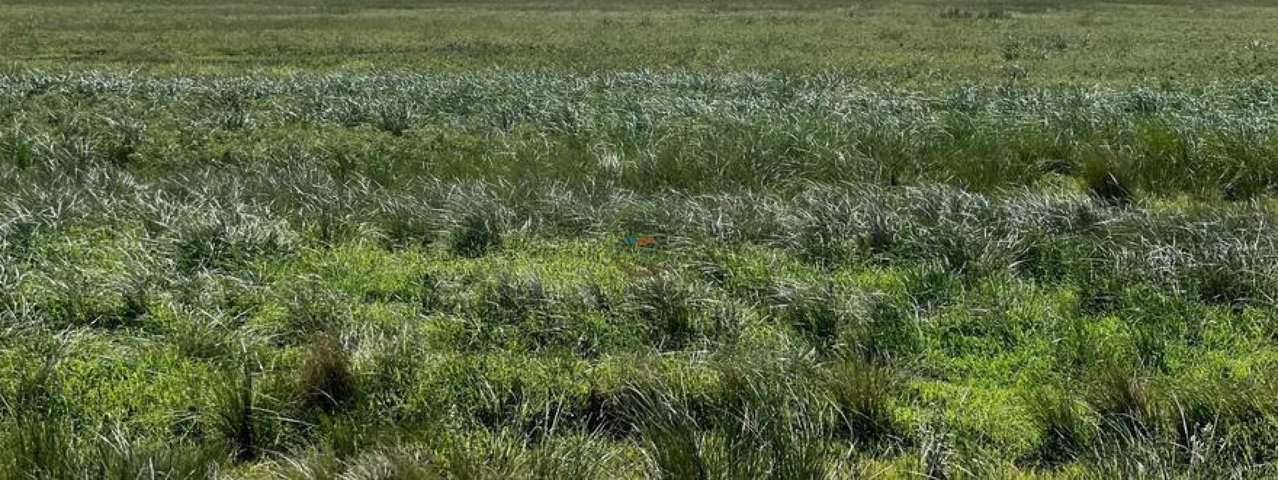 320 Ha Mixtos - Tres Arroyos