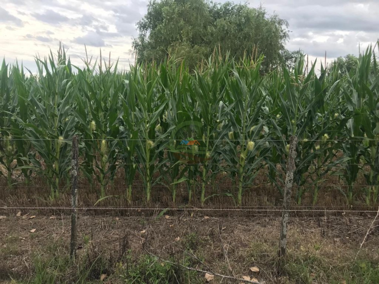 210 ha Agricolas - 25 de MAyo 