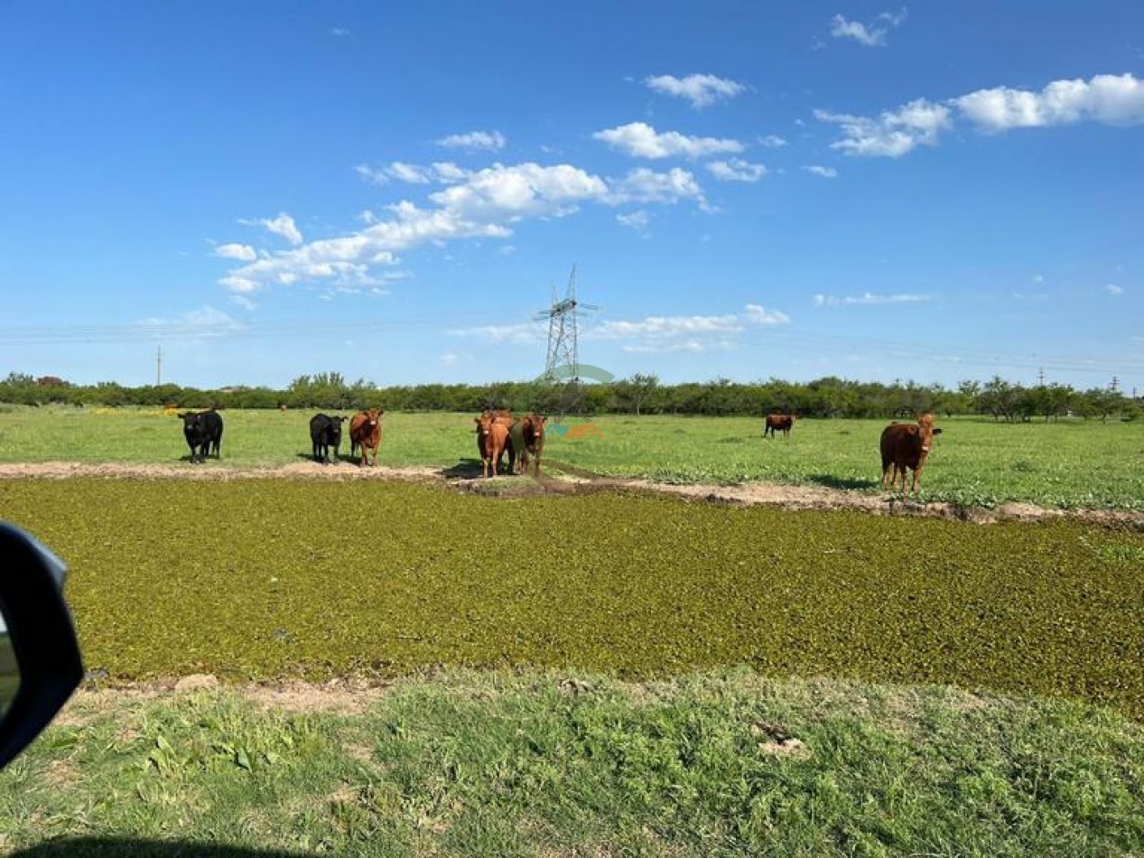 1577 Ha  Ganadero - Gualeguaychu - Entre Rios