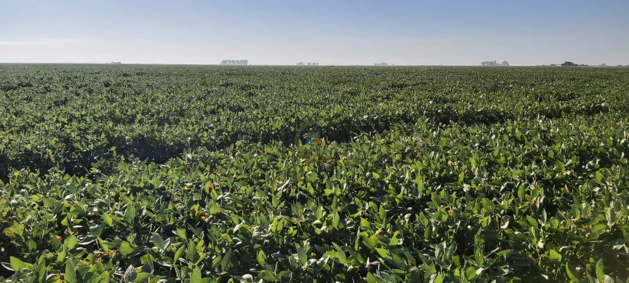 180 Ha Agricolas - Marcos Juarez - Cordoba 