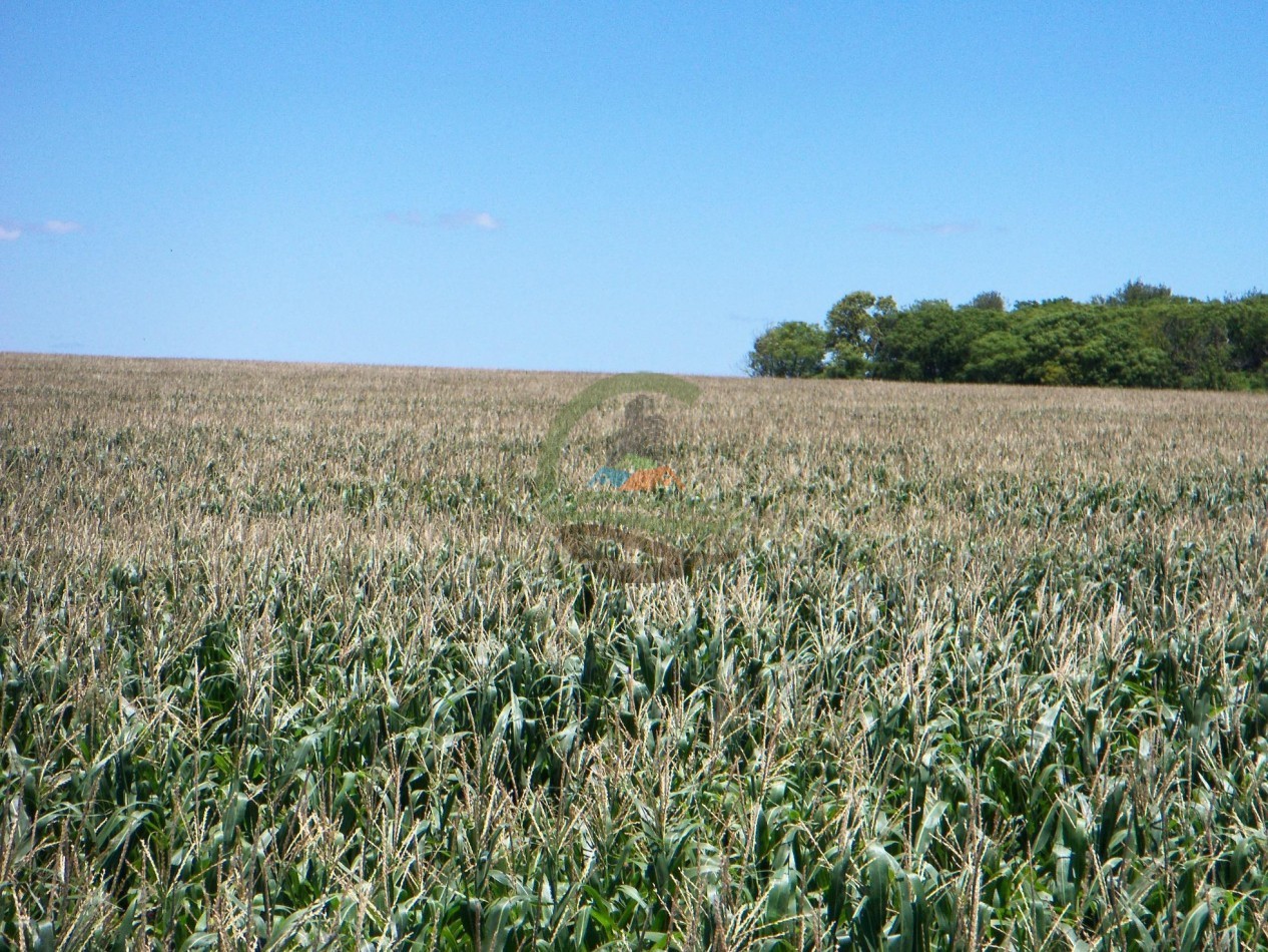 575 Ha Agricolas - Victoria - Entre Rios