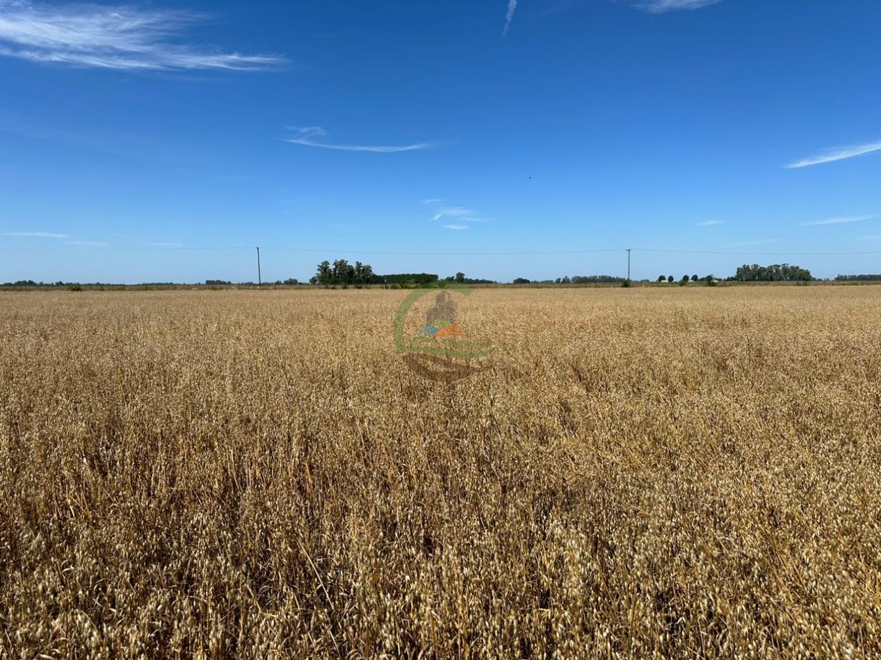 20 ha agricolas - roque perez 