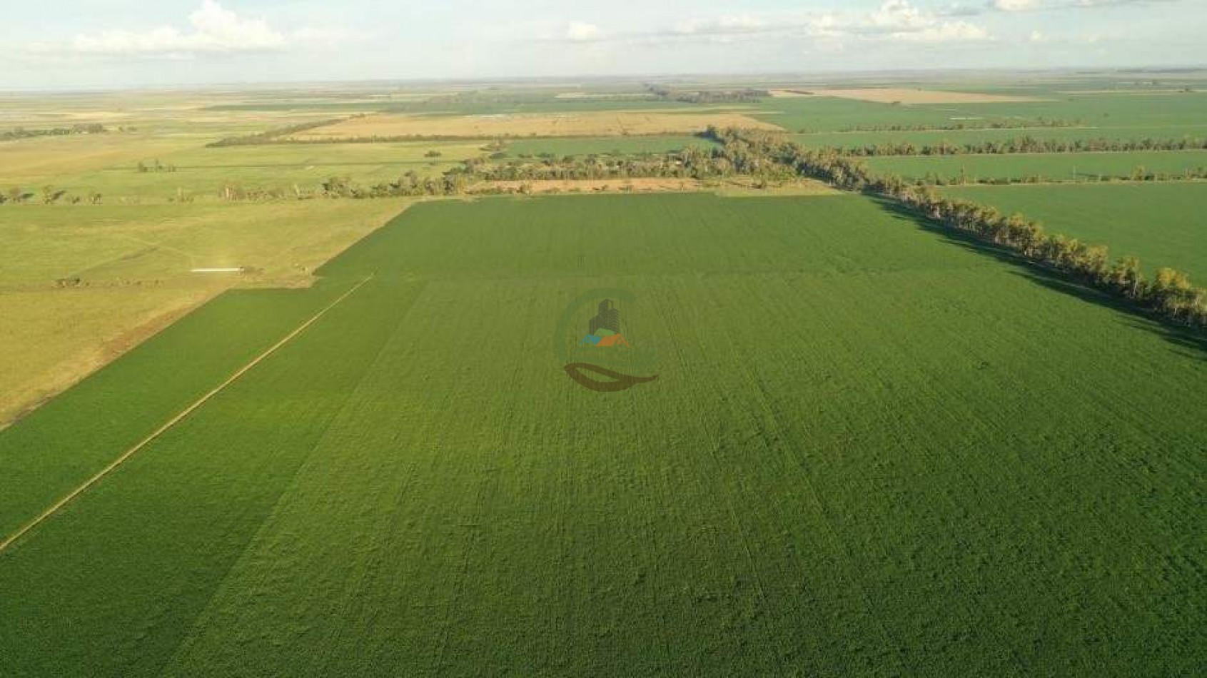 1138 ha agricolas - gral villegas