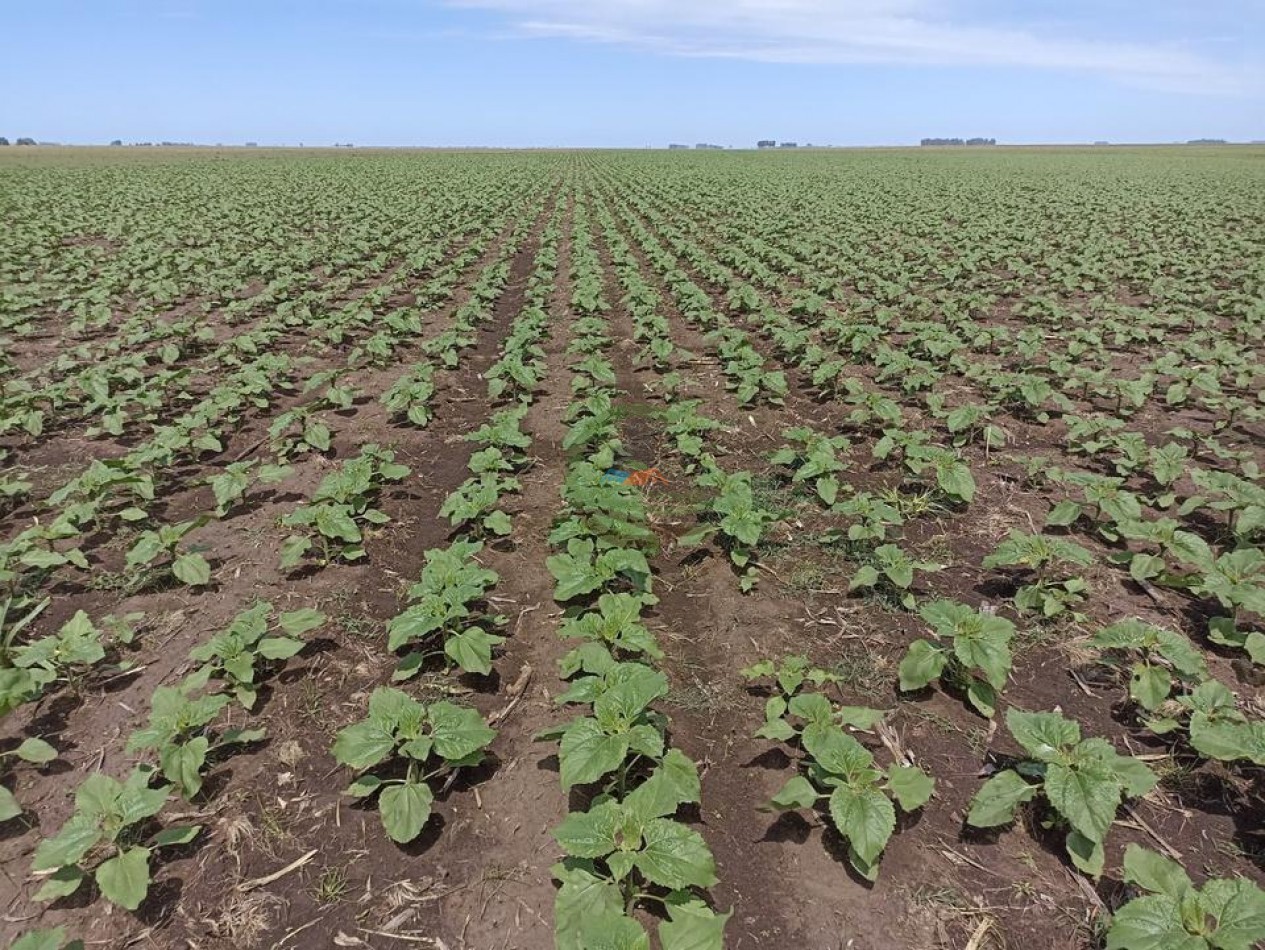 461 Ha Mixto - Recalde