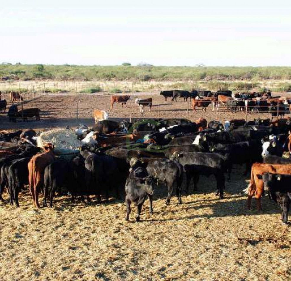 Frigorifico - con feedlot- Exportadora - La Adela - La Pampa