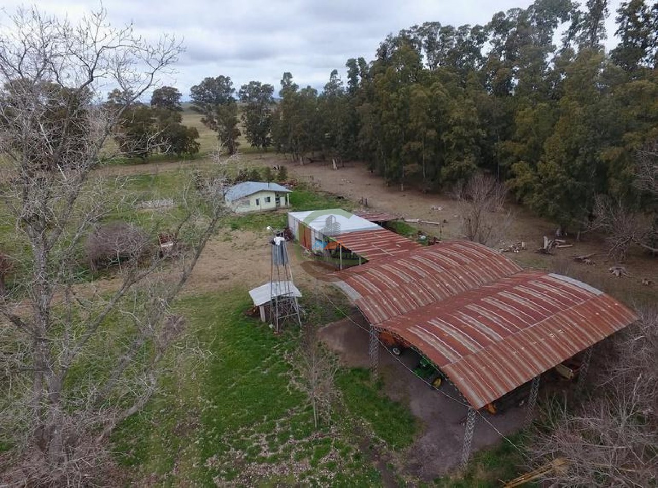 328 Ha Mixto - Colman - Rauch