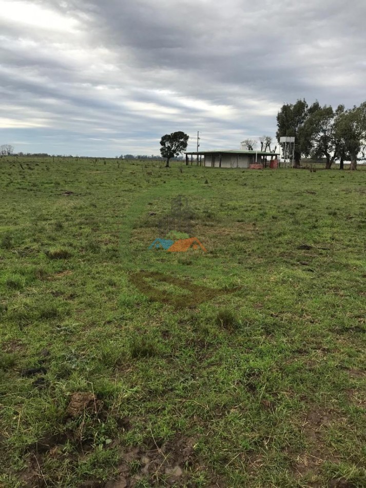 177 ha Mixtas - Pergamino 