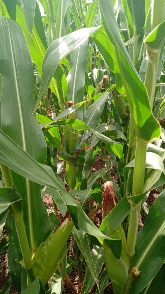 336 Ha Agricolas - Rio Cuarto - Cordoba