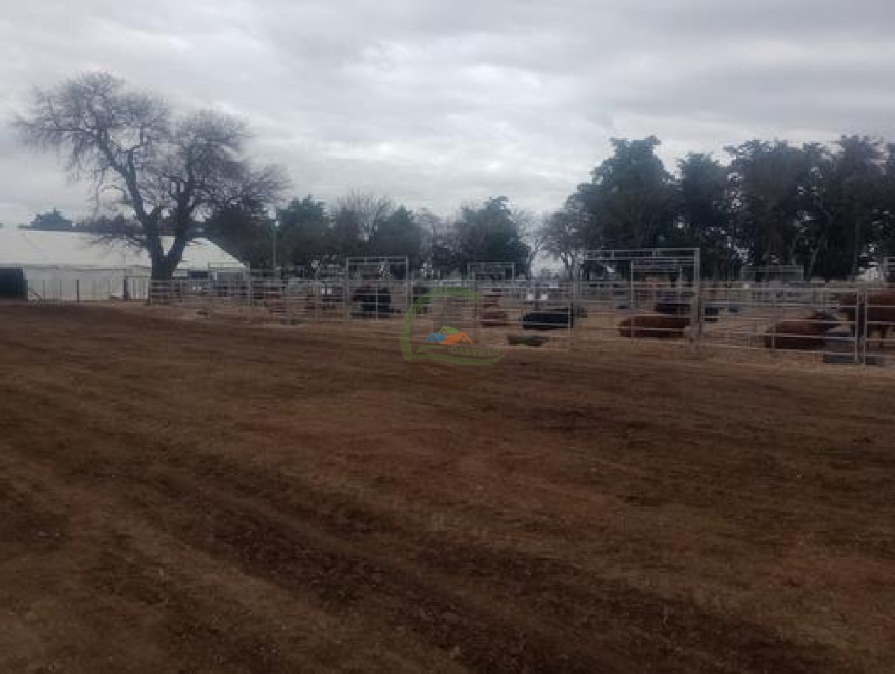 1900 Ha Mixto - Laboulaye - Cordoba