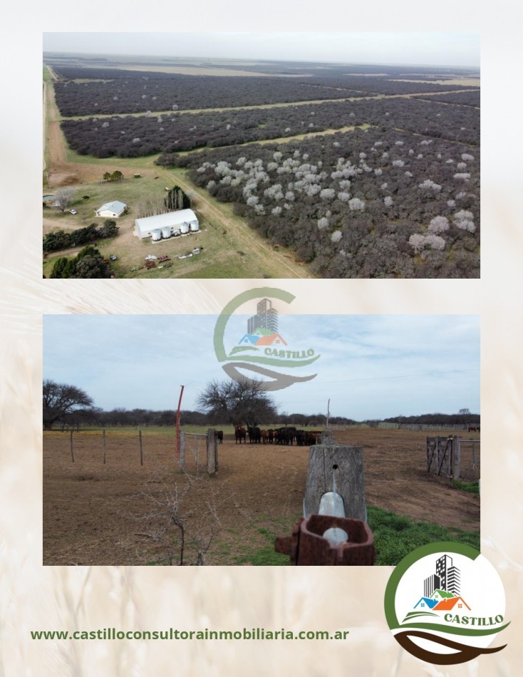 1248 ha mixto - la pampa