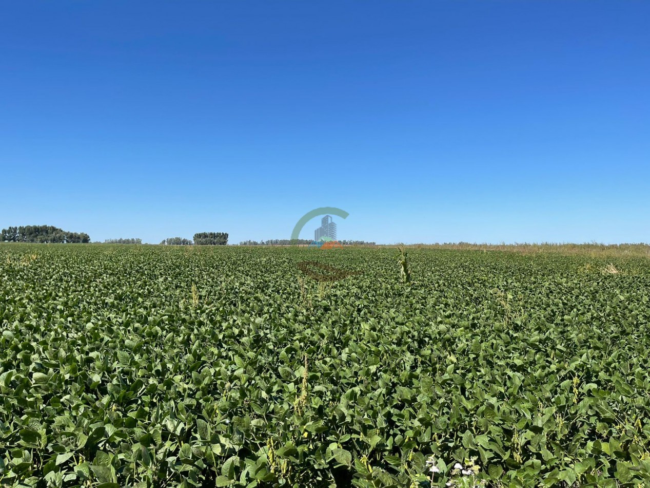 265 HA Agricolas - Saladillo