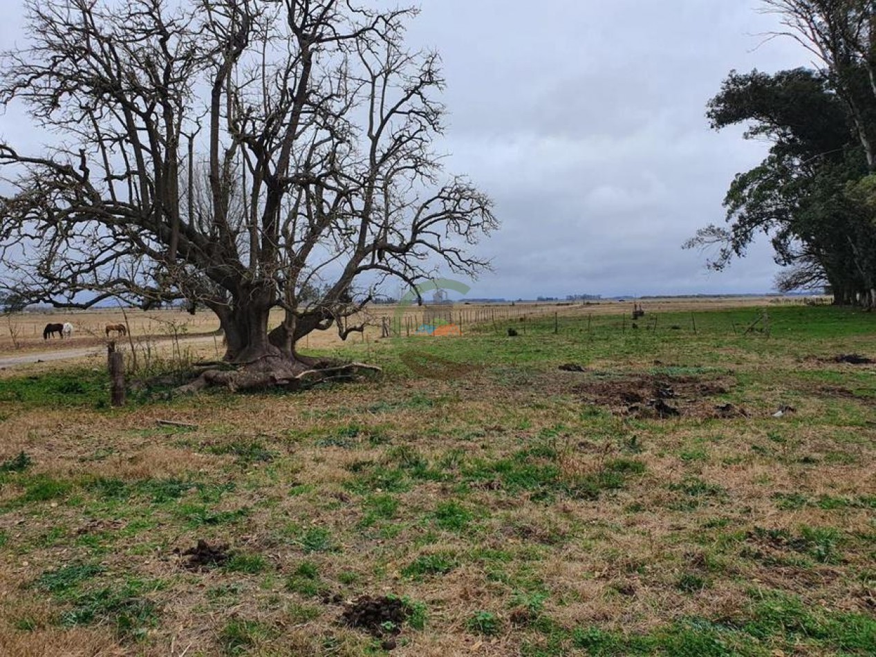 175 Ha Mixtas - Abasto - La Plata
