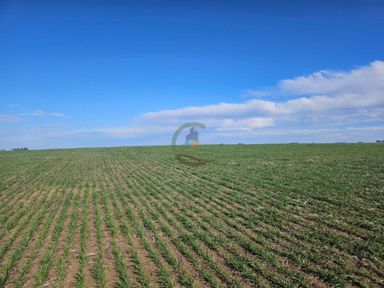 797 ha Agricolas - Bolivar