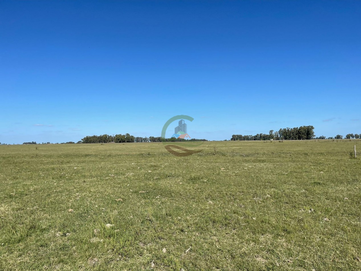 81 ha Mixto - Alvear