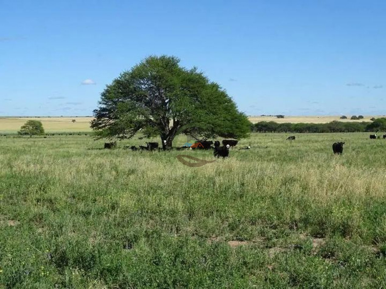 5000 Ha Ganadero - Conhelo - La Pampa