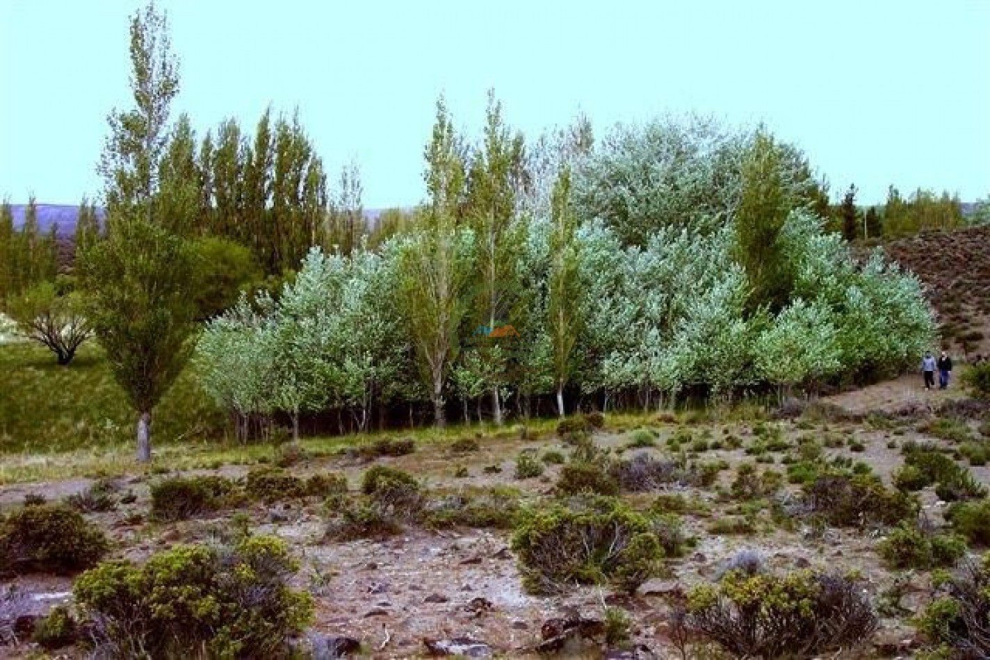 93000 ha Ganaderas - Pasos de los Indios - Chubut