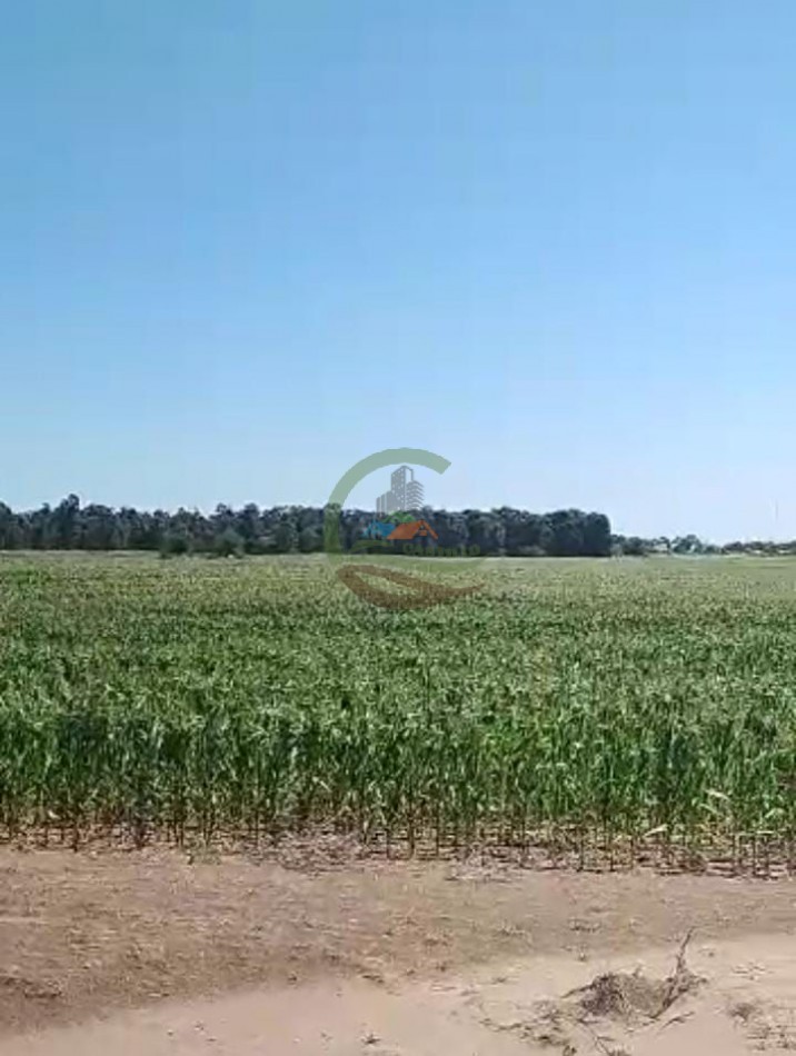 70 ha Agricolas - daireaux