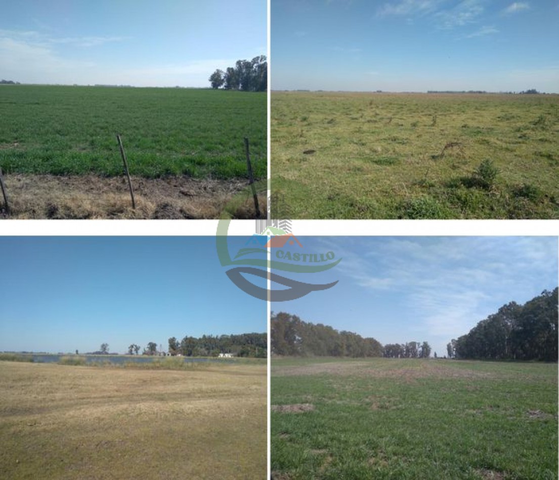 1180 ha  mixtas- Saladillo