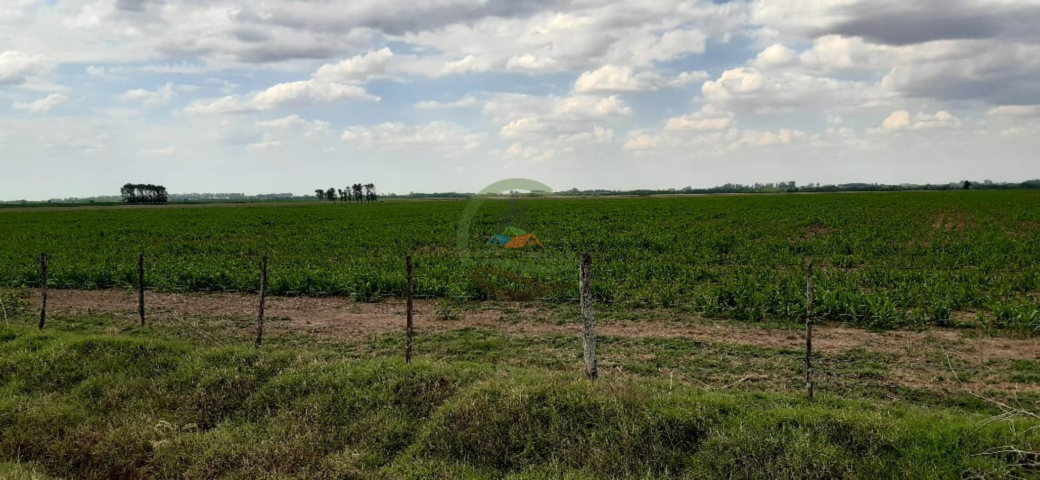 177 ha Mixtas - Pergamino 