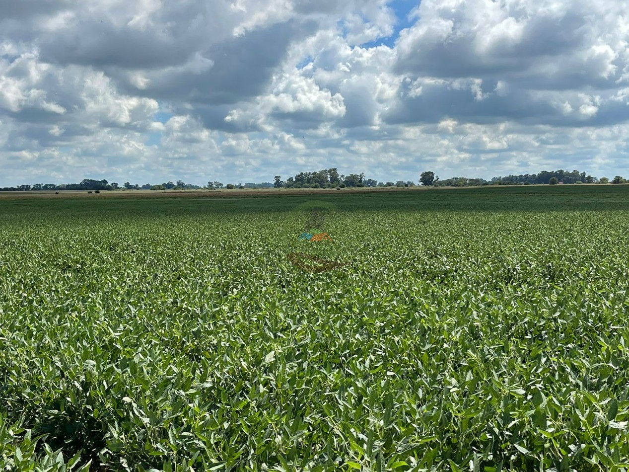 84 ha mixta - Bolivar
