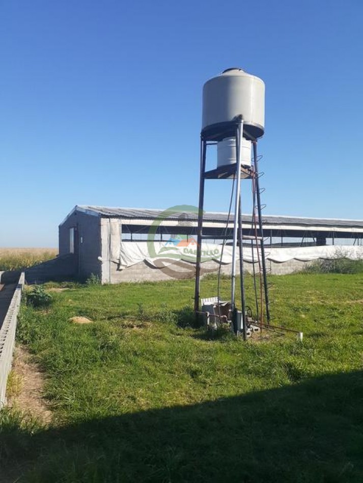 95 Ha Granja de Cerdos - Trenque Lauquen