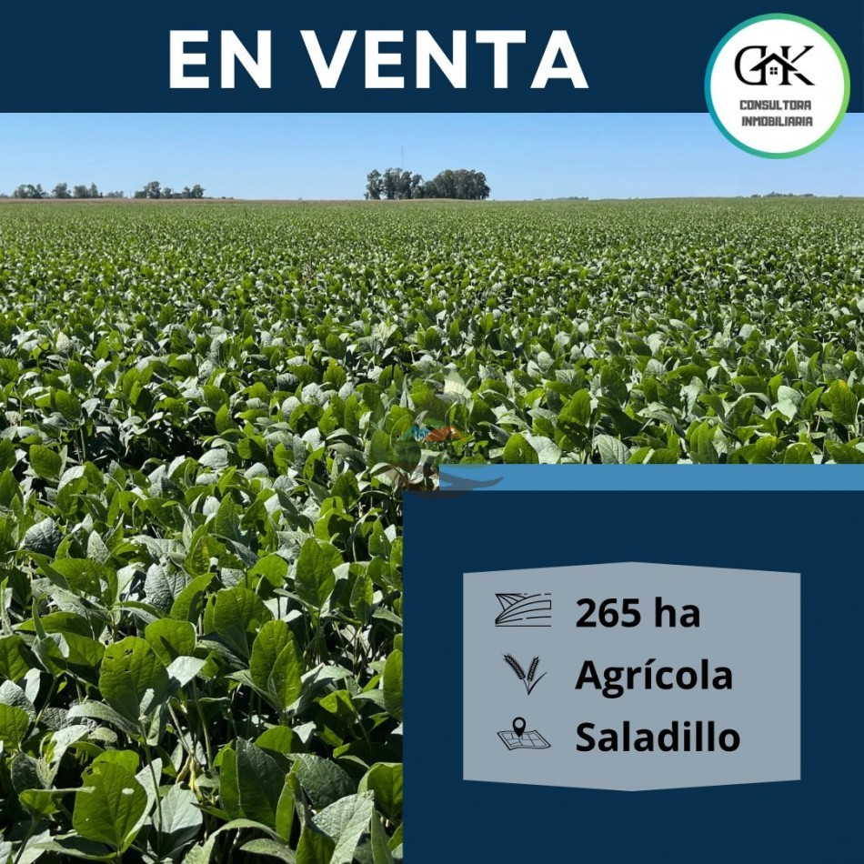 265 HA Agricolas - Saladillo
