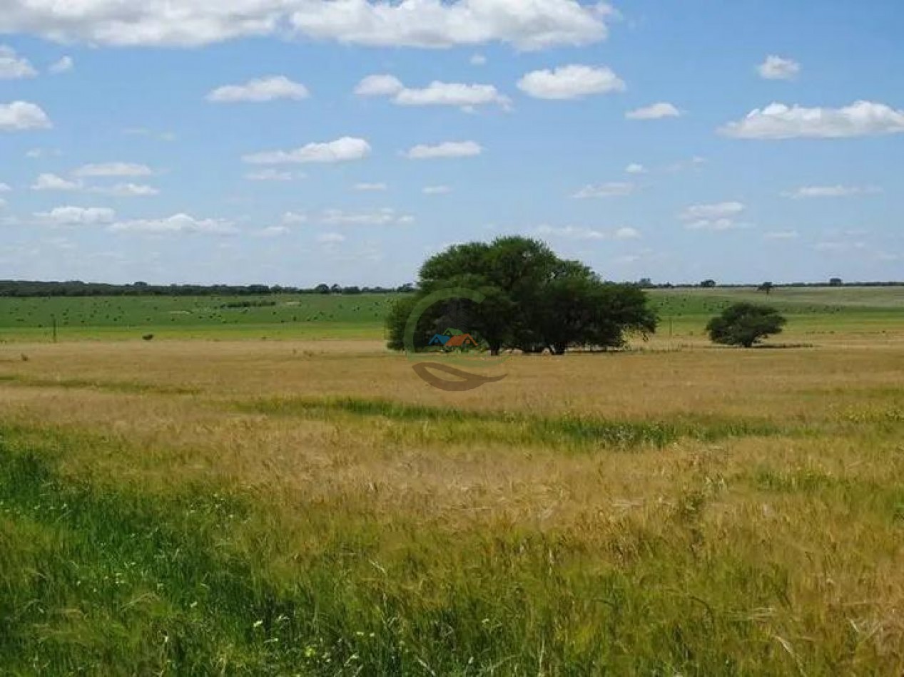 5000 Ha Ganadero - Conhelo - La Pampa