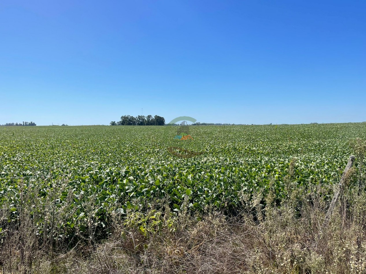 265 HA Agricolas - Saladillo