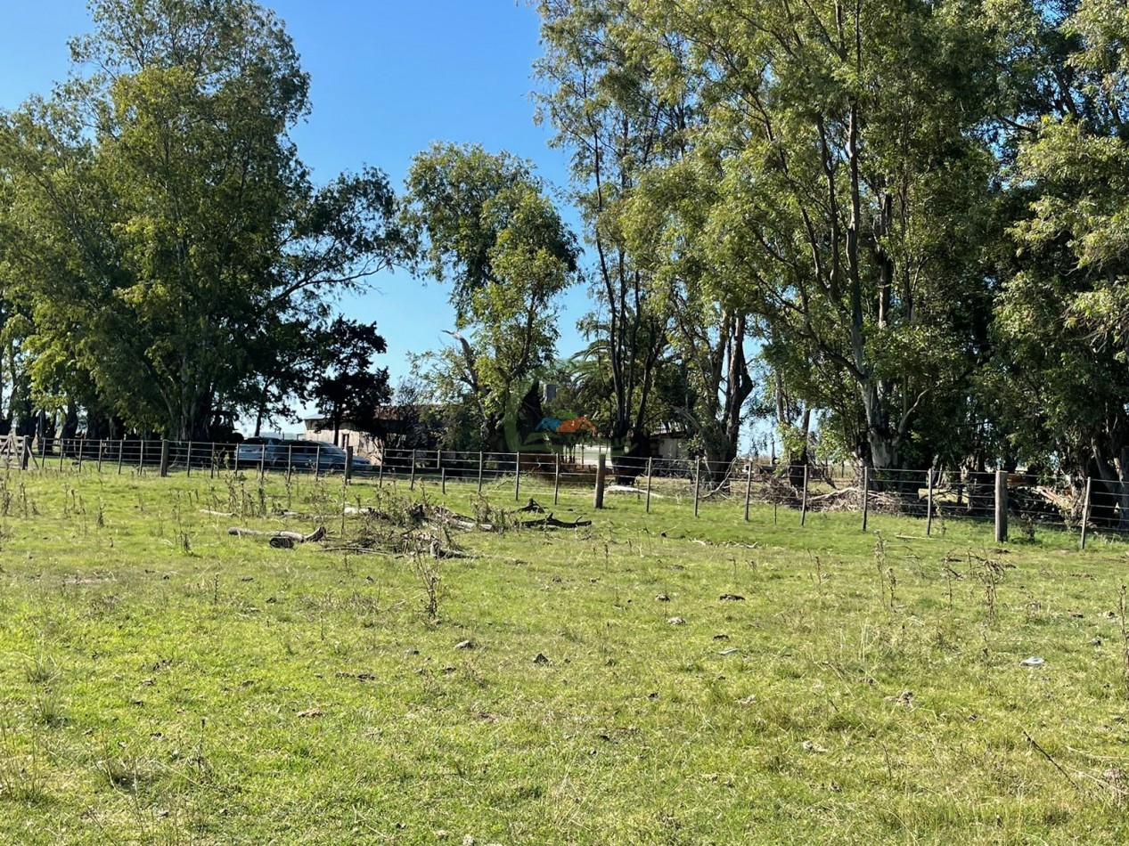 81 ha Mixto - Alvear
