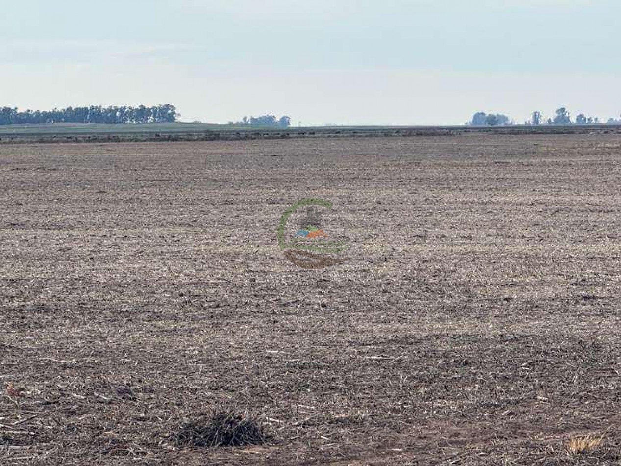 639 Ha Mixto - Urdampilleta - Bolivar