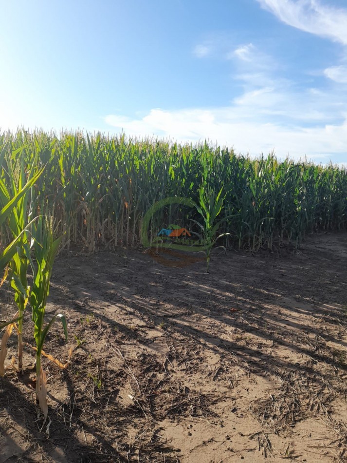 2200 Ha Agricolas - Laboulaye - Cordoba