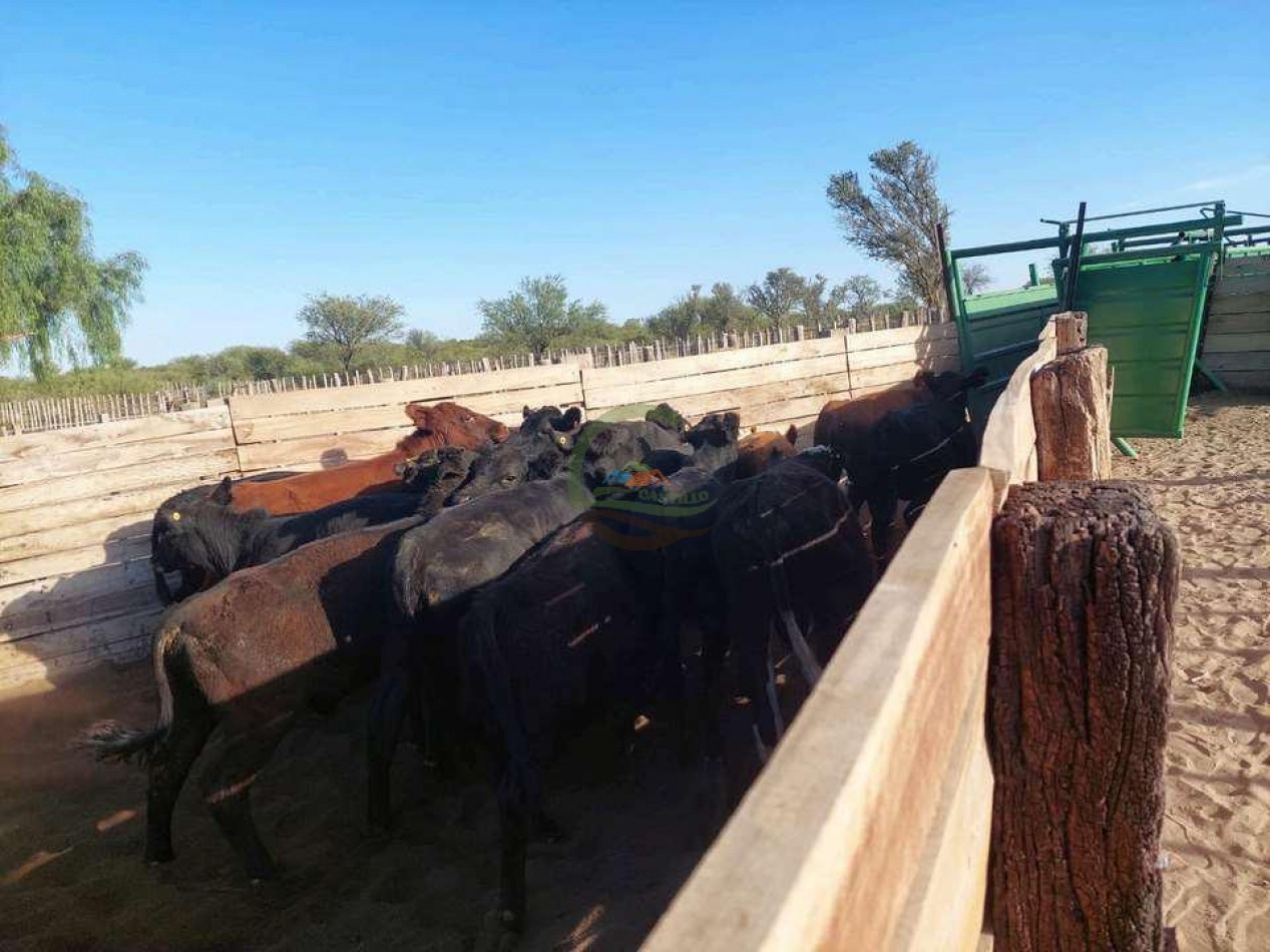 2417 Ha Ganadero (Feedlot) - Gral Alvear - Mendoza