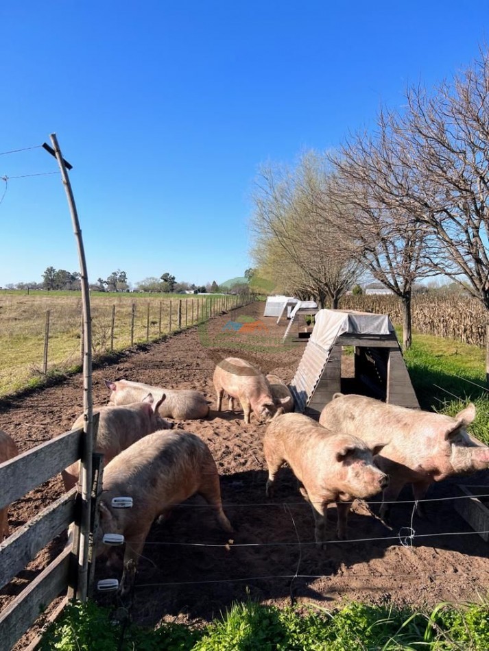 3 ha agricolas - polvaredas